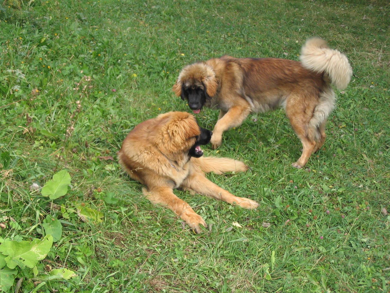 Tajov 017.jpg