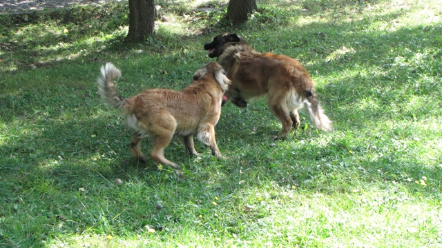 IMG_0758.JPG